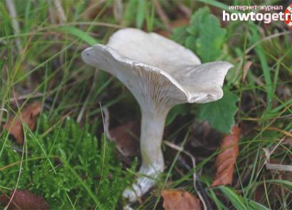 Говорушка білувата - опис, де росте, отруйність гриба