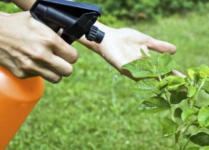 Захист рослин від шкідників та хвороб - хімічні засоби