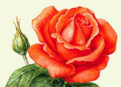 Порада 1: Як виростити троянду зі зрізаної квітки