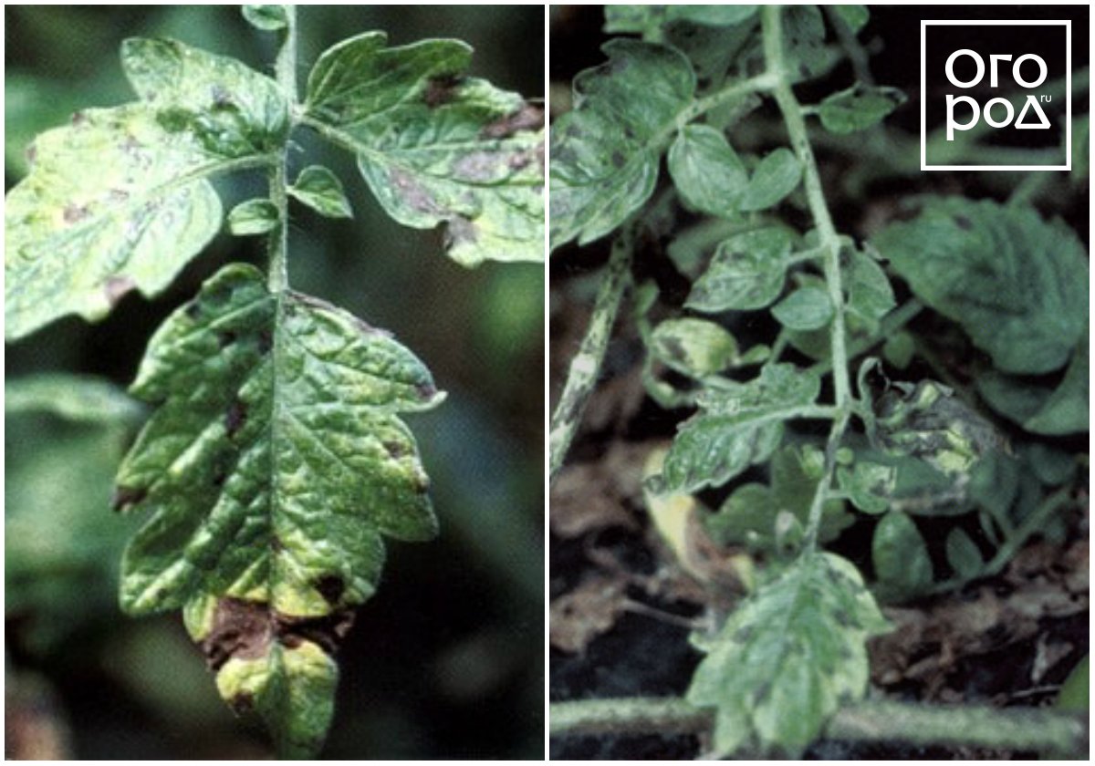 トマトの病害とその治療 あなたが植物相について知っておくべきことは何ですか トマトの細菌病