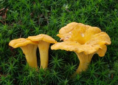 How to grow chanterelles and how to pick miracle mushrooms?