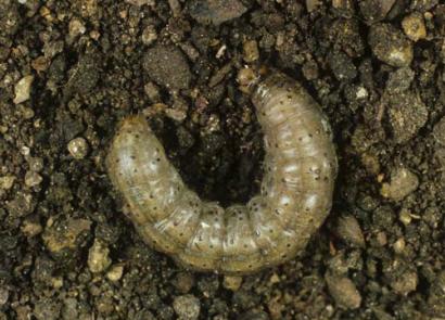 Cutworm invernale