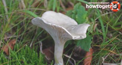 Говорушка білувата - опис, де росте, отруйність гриба
