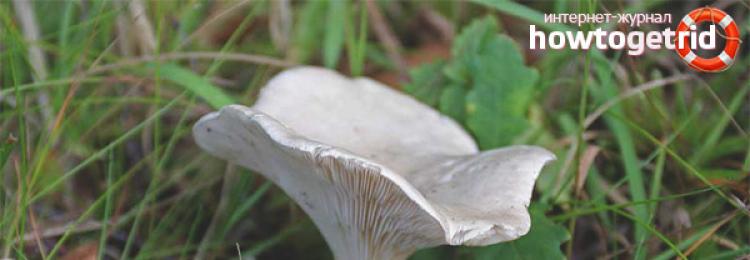 Talker biluvata - opis, rast, uništavanje gljive