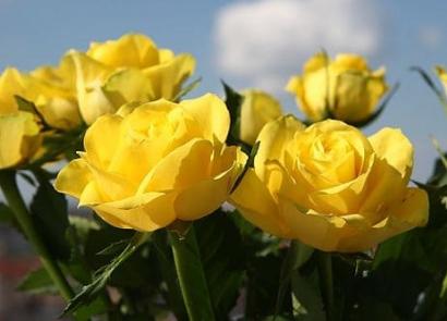 6 надійних способів укоренити троянду