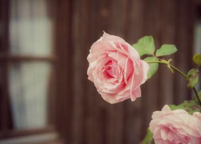 Як посадити троянди з букету живцями в домашніх умовах