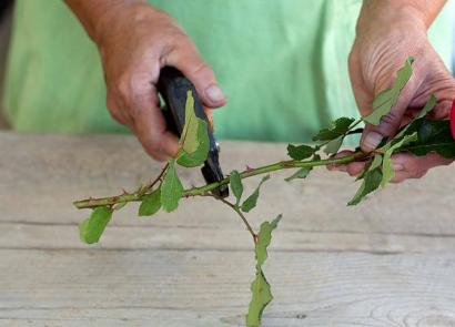 家庭で葉柄や花束からトロヤンドを育てる方法