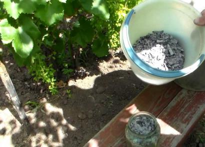 Quand et comment bien fertiliser les raisins ?