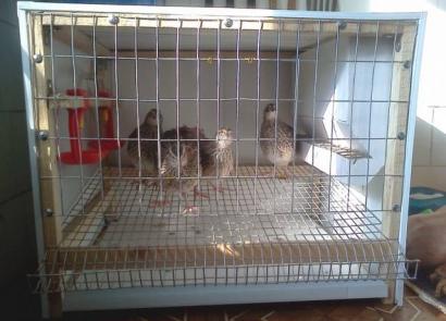 Morning and breeding of quails at home