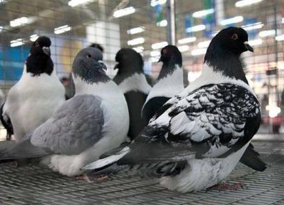 م'ясні породи голубів