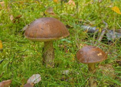 Podbereznik (champignon): description de la photo
