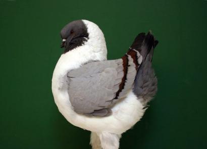 중'ясні голуби: розведення та зміст