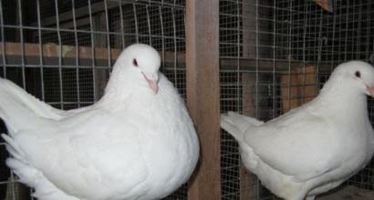 Μ'ясне голубівництво