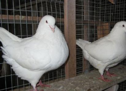 METRO'ясне голубівництво