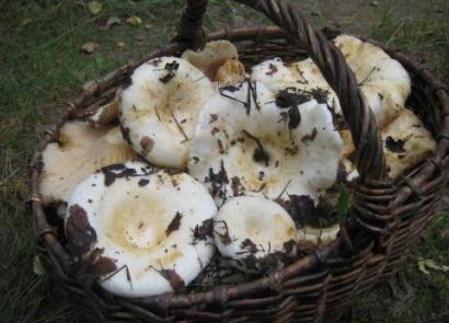 흰 버섯 - 설명, 특성 및 힘