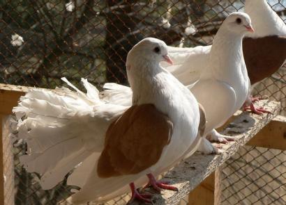 Domestic pigeons: choice of breed and characteristics of the day