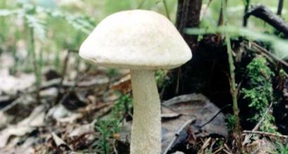 Опис гриба підберезника звичайного: де росте, як збирати
