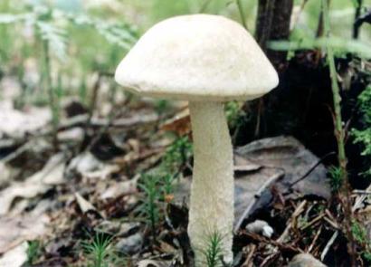 Опис гриба підберезника звичайного: де росте, як збирати