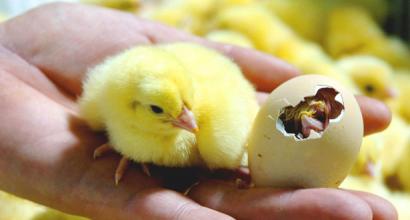 Metoder och stadier av inkubation av kycklingägg
