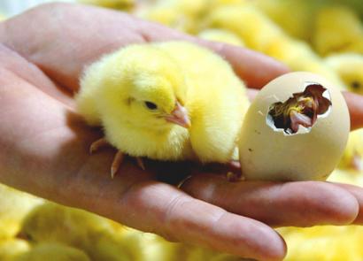 Modos y etapas de incubación de huevos de gallina.