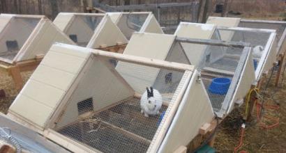 Сарай для кроликів: правила утримання кроликів, інструкція з будівництва, фото