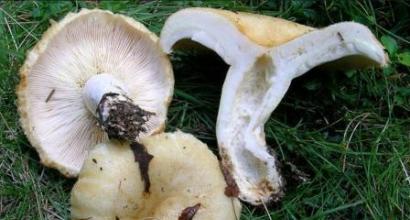 Opis gljiva i fotografija gljiva