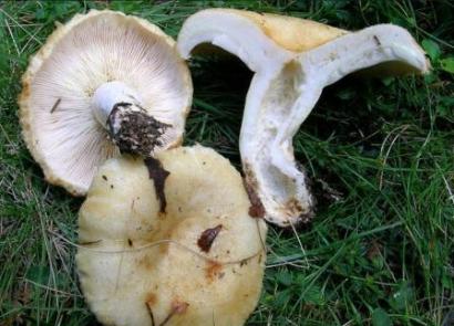 Descrierea ciupercilor și fotografie a ciupercilor