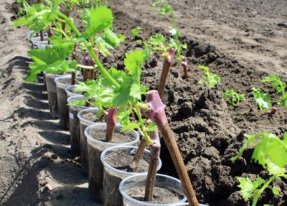 Grape cultivation: planting, propagation, supervision, cultivation