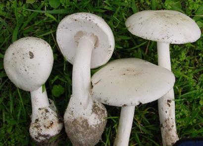 How does a pale toadstool show up?