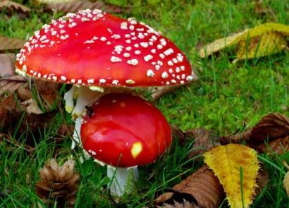 Description of the expansion of the red fly agaric, the lax power