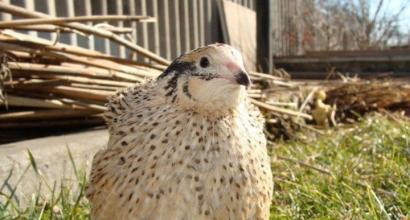 Zmіst quails: in the choice of breed, incubation to viboyu and sale in home minds