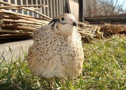 Replacement of quails: depending on the choice of breed, incubation before selection and sale at home