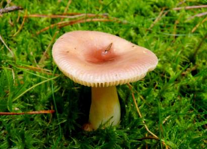 Siroyzhka girl: about the bark of the mushroom