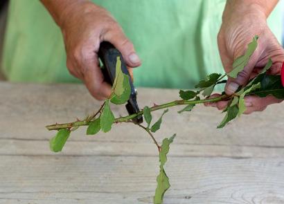 Una forma sencilla de hacer crecer un troyano a partir de cebo vivo de un ramo