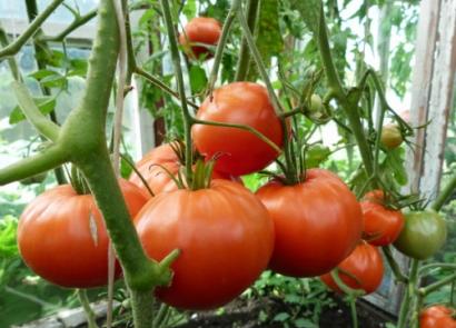 Pomidorų ligos šiltnamyje ir kova su jomis